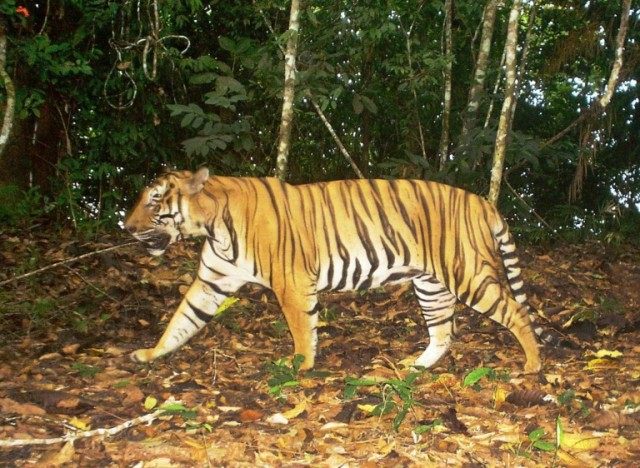 Picture taken by Malaysian Conservation Alliance for Tigers (MYCAT) shows a tiger in Malay