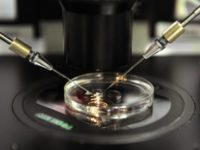 Scientists in Spain say they created human sperm, reprogramming mature skin cells by introducing a cocktail of genes needed to create gametes Scientists in Spain say they created human sperm, reprogramming mature skin cells by introducing a cocktail of genes needed to create gametes
