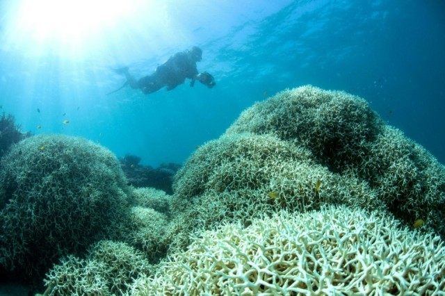 A diver films a reef affected by bleaching off Lizard Island in the Great Barrier Reef
