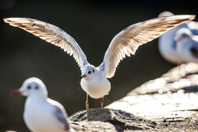 Seagulls and their nests are currently protected by Irish and European regulations