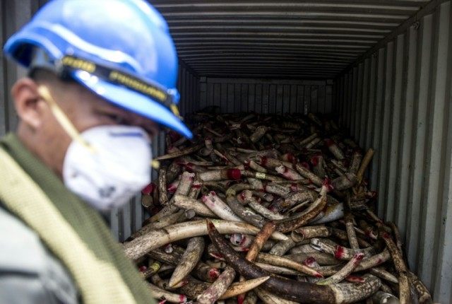 A Malaysian wildlife worker stands in front of a cargo container of seized ivory before it