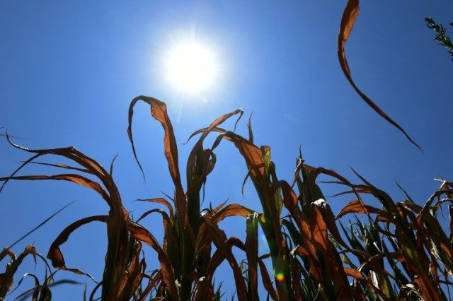 Severe drought reduced acreage of GM corn in South Africa from three million hectares to 2