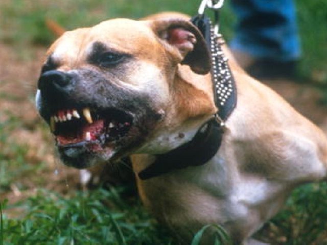 045284 06: A Pit Bull Pit bears its teeth for attack July 14, 1987 in New York City. Bull
