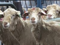 AP_cloned biblical sheep