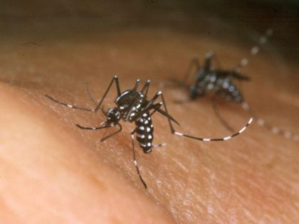 Zika virus in Asian tiger mosquito