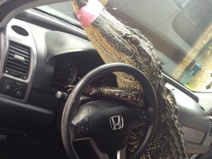 Gator takes the wheel