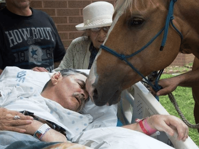 dying vet and his horse