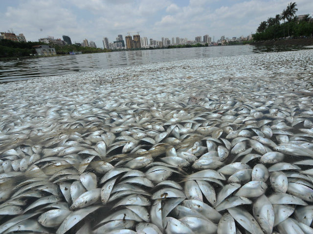 China, Haikou : Dead fish float in the Hongcheng Lake in Haikou city, south China's Hainan