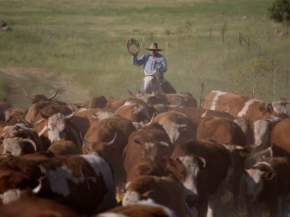 Israeli rancher moves his herd across the golan Heights