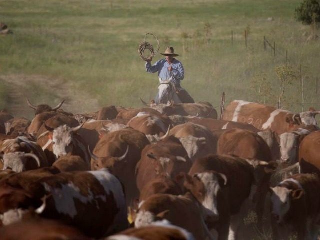 Israeli rancher moves his herd across the golan Heights