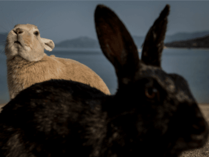 Rabbits look for food at the beach on Okunoshima Island on February 24, 2014 in Takehara,