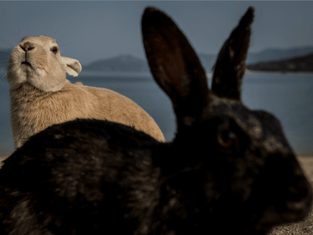 Saudi Schools Award Rabbits to Top Teachers, Students