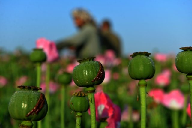 Afghan farmers harvest opium sap from a poppy field in Zari District of Kandahar province on April 12, 2016