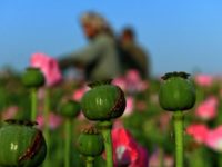 Afghan farmers harvest opium sap from a poppy field in Zari District of Kandahar province on April 12, 2016 Afghan farmers harvest opium sap from a poppy field in Zari District of Kandahar province on April 12, 2016