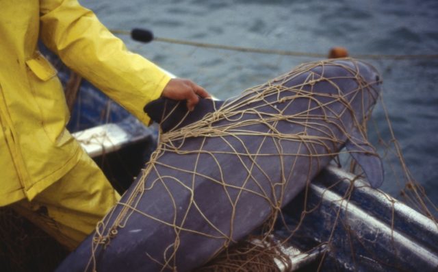 A dead vaquita marina is seen caught in a fishing net in Santa Clara Gulf, Sonora, Mexico