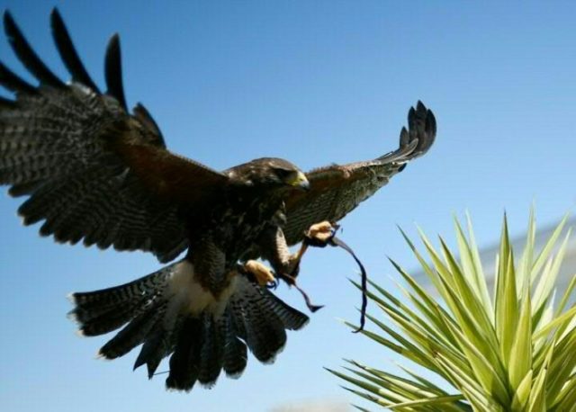 The Grand Hyatt Cannes Hotel uses five hawks to scare away pigeons and seagulls