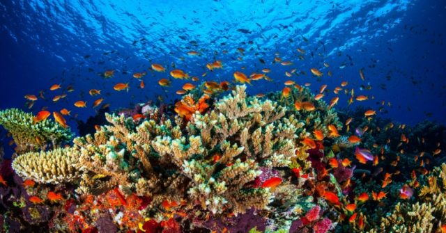 The marine life on the Great Barrier Reef in Queensland is under pressure from not only cl