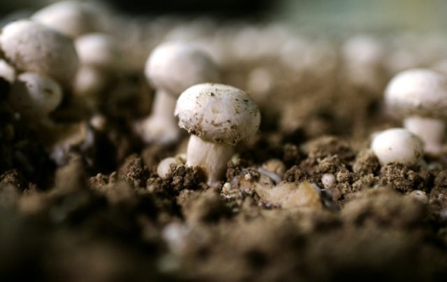 Psilocybin -- a mind-altering chemical in several species of mushroom -- has been investig