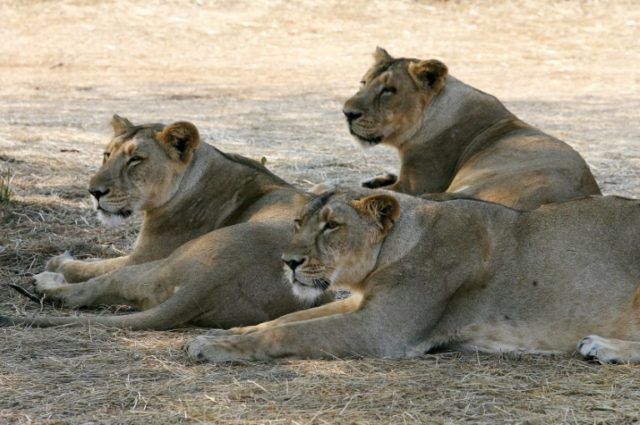 The Asiatic lion was listed as endangered in 2008, up from critically endangered in 2000,