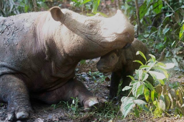 Female rhino Ratu gave birth to her calf on May 12 at a rhino sanctuary in Lampung, Indone