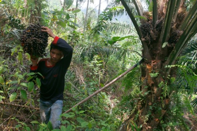 An Indonesian worker harvests fruit from a palm tree plantation at Suka Dame village in De
