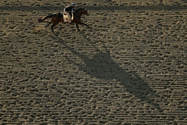 Preakness contender Exaggerator trains on the track for the 141st running of the Preakness