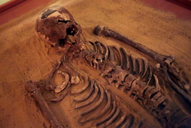 The skeleton used to remodel the 2,500-year-old man from Byrsa, Ariche, is seen during an