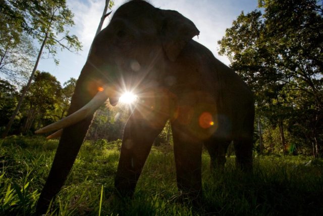 The World Wildlife Fund estimates there are between 2,400 to 2,800 such Sumatran elephants