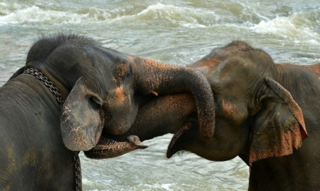 Sri Lanka's elephant population has fallen to just over 7,000, according to the latest cen