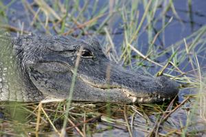 Alligators found eating unidentified human corpse in Florida