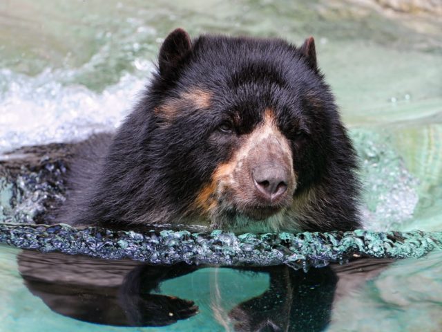 Bear in swimming pool (Tambako The Jaguar / Flickr / CC / Cropped)