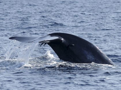 Blue whale fluke (S. Kodikara / AFP / Getty)