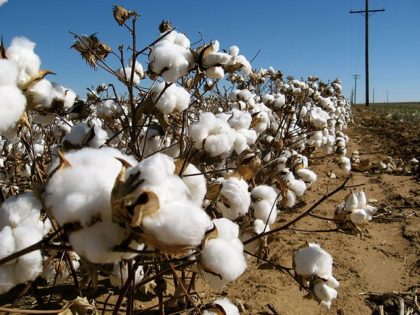 Cotton Producers