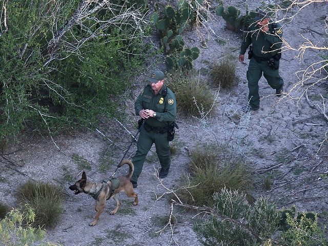 MISSION, TX - DECEMBER 09: A U.S. Border Patrol K-9 team searches for undocumented immigrants near the U.S.-Mexico border on December 9, 2015 near Mission, Texas. The number of migrant families and unaccompanied minors from Central America crossing into the U.S. has again surged in recent months. (Photo by John …
