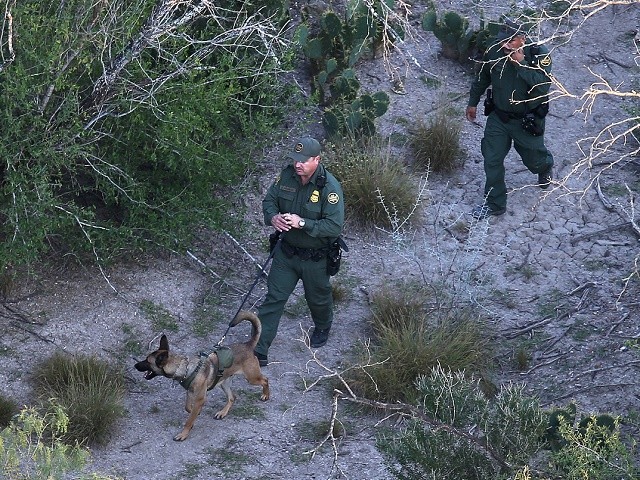 MISSION, TX - DECEMBER 09: A U.S. Border Patrol K-9 team searches for undocumented immigrants near the U.S.-Mexico border on December 9, 2015 near Mission, Texas. The number of migrant families and unaccompanied minors from Central America crossing into the U.S. has again surged in recent months. (Photo by John Moore/Getty Images)