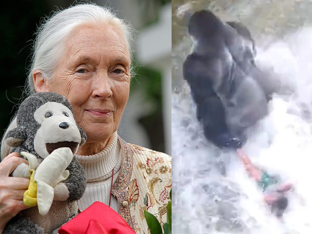 Jane-Goodall-Harambe-Gorilla-AP-YouTube