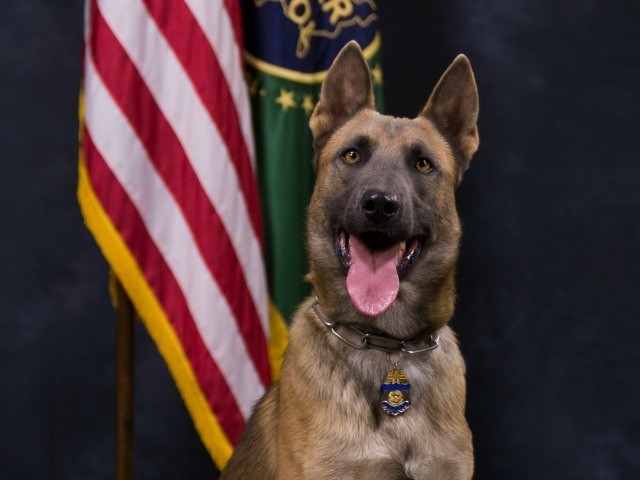 Border Patrol K-9 Dies from Extreme Heat While Tracking Illegal Immigrants