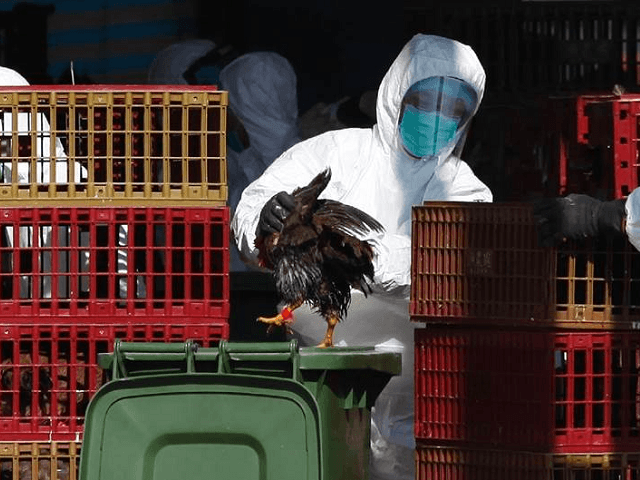 Hong Kong Culls Thousands Of Birds Over Avian Flu