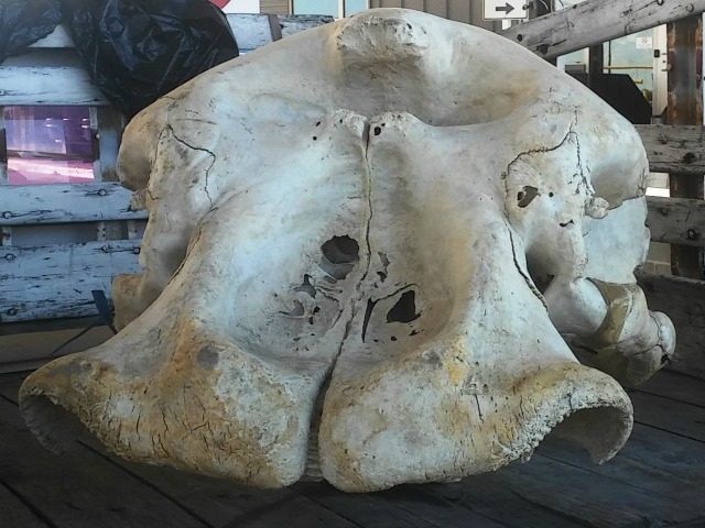 elephant skull