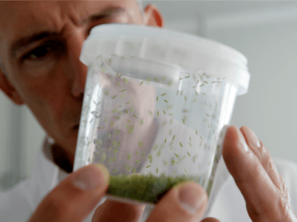 Eric Thouvenin , industrial director, shows a box with Macrolophus pygmaeus inside used against white flies and mites for tomatoes and eggplants, on 24 July, 2013 at the Biotop company's headquarter in Livron-sur-Drôme near Valence, southeastern France.
