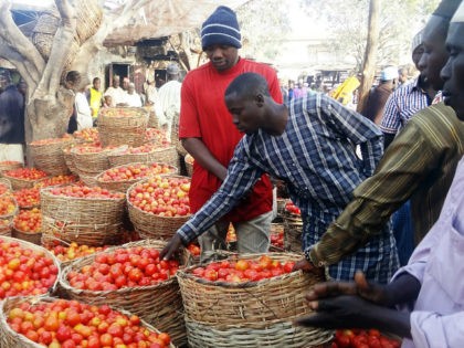 NIGERIA, Kano : A trader sorts a basket of tomatoes at the Yankaba vegetables market in no