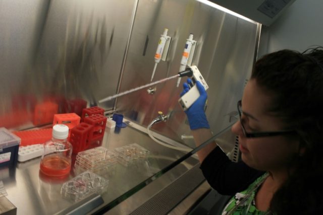 A researcher feeds stem cells at the University of Connecticut's Stem Cell Institute on Au