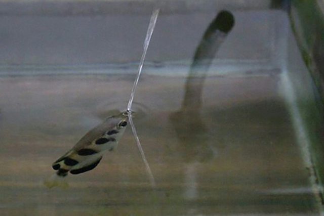 The archerfish being studied at Oxford University were taught to spit at pictures of human