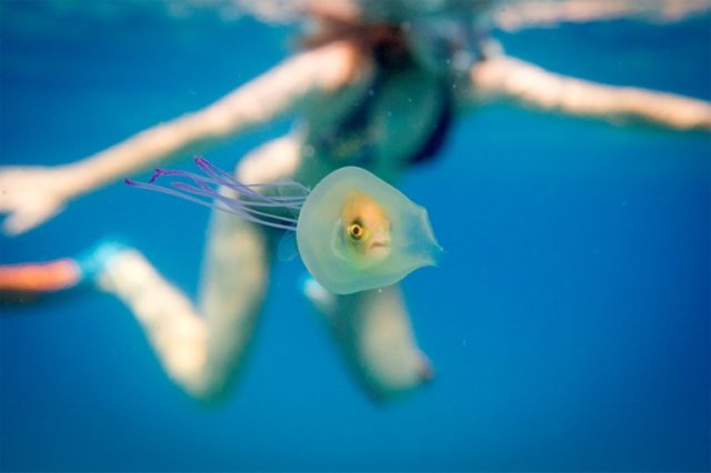 A small fish is seen swimming inside the belly of a jellyfish off the coast of Byron Bay i