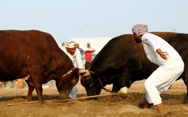 No matadors, blood, or betting when bulls lock horns in Fujairah's ring in the United Arab
