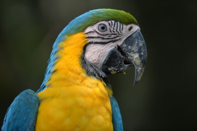 A macaw has many more neurons, or brain nerve cells, in its forebrain, a region crucial f