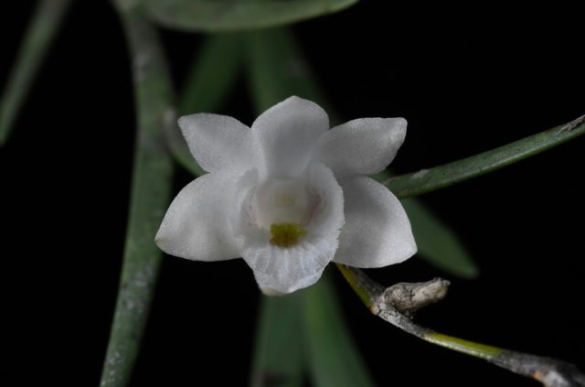The new orchid was named as the dendrobium lydiae species and was found on the southern Ph