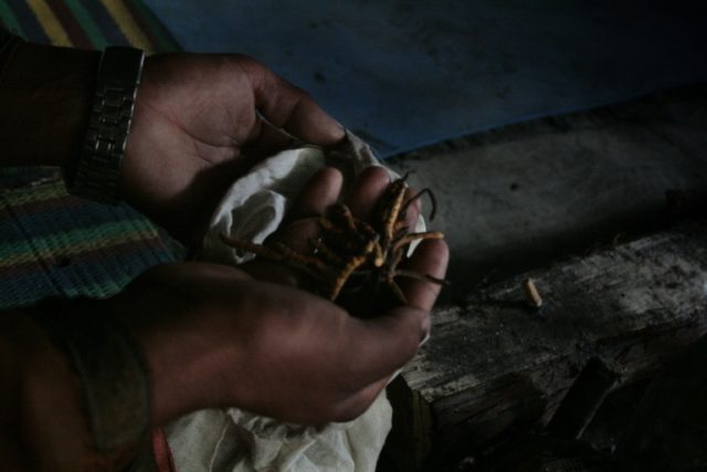 Every year, thousands of villagers in Nepal and Tibet harvest a parasitic fungus known loc