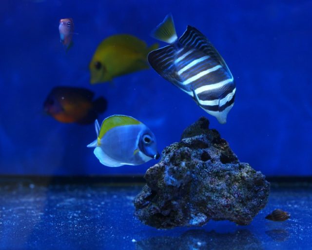 More than half of saltwater aquarium fish bought by researchers from US-based pet stores a