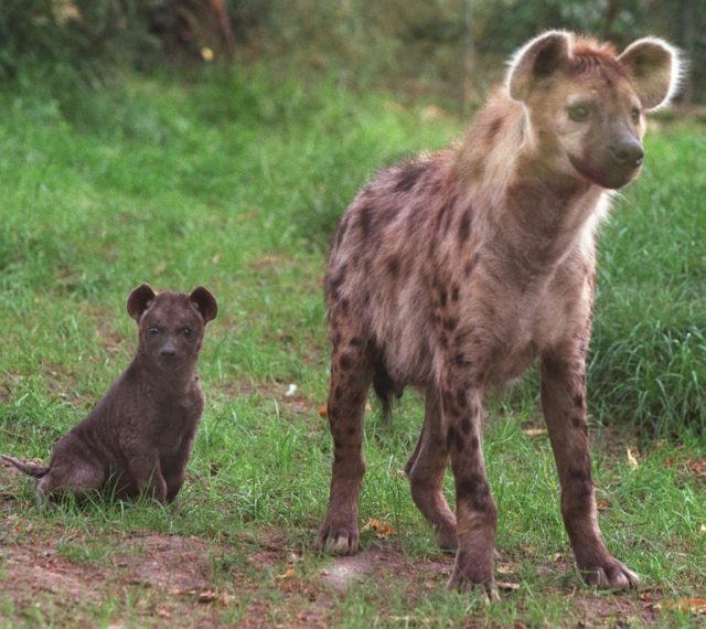 The hyena is one of the most common large carnivores in sub-Saharan Africa